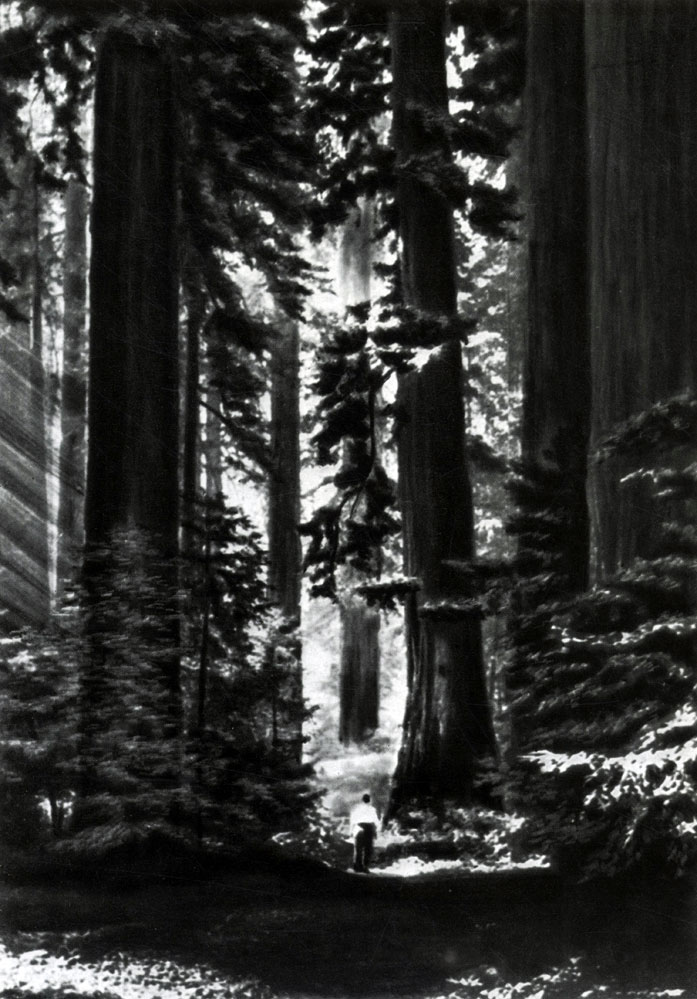 Калифорния. Национальный парк Секвойя, еще сохраняющий свои гигантские тысячелетние деревья. Парк связан системой туристических дорог с городами Тихоокеанского побережья США и в первую очередь обслуживает Сан-Франциско и Лос-Анджелес